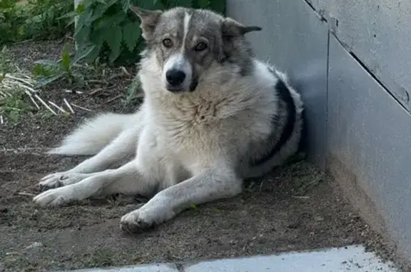 Найдена собака на Аракчинской, 19, Казань