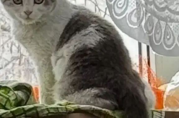 Пропала кошка, ул. Энгельса, 5, Волжский
