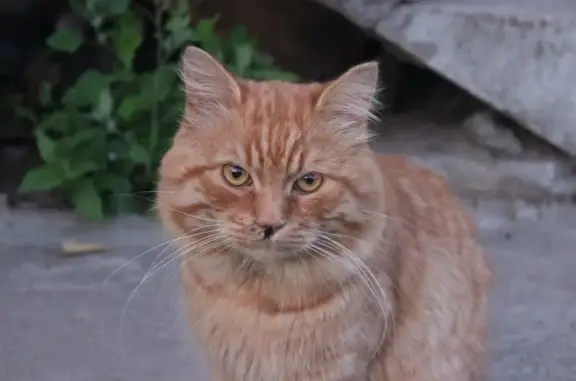 Пропала кошка на Коттеджной улице, Ярославль