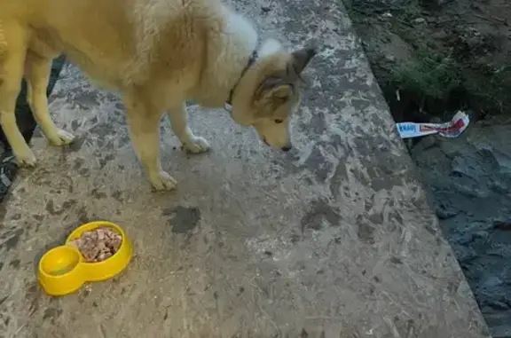 Найдена собака на ул. Чапаева, Калининград