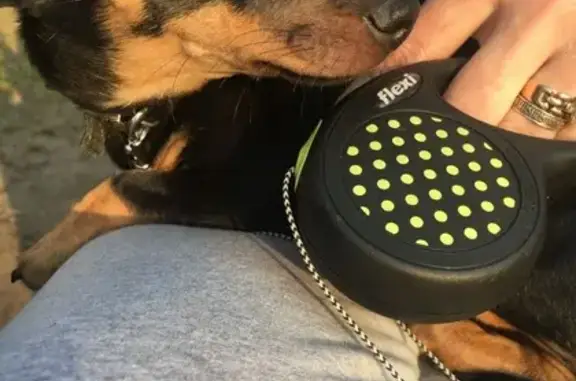 Пропала собака Нюша, ул. М.Дулати, 10