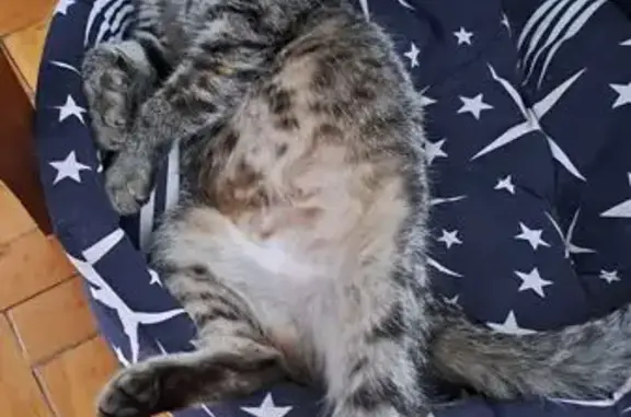 Кошка найдена на ул. Покрышкина, Краснодар