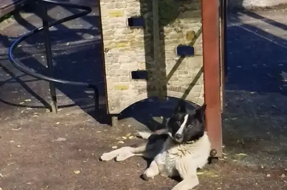 Найдена собака, Всеволожск, фото: Собака найдена на Верхней улице, Всеволожск