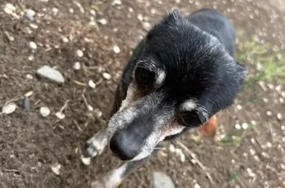 Собака найдена: Вокзальная 3, Чита