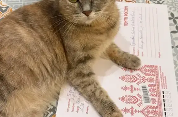 Пропала кошка, 22, Лаголовское с/п