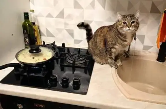 Кошки потеряшки, Николо-Павловское, фото: Потеряшка кошка, 1 Мая 63, Николо-Павловское