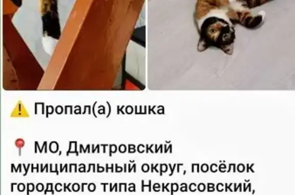 Пропала кошка, Заводская ул. 6, Некрасовский