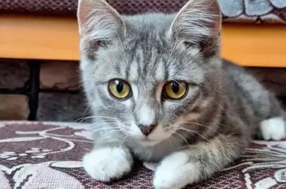Найдена кошка, Бийск, фото: Котенок найден: Муромцевский пер., 2/1, Бийск