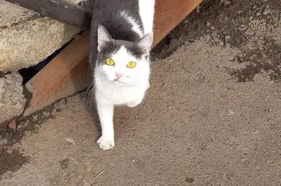 Кошка найдена у подъезда, Красномосковская 64