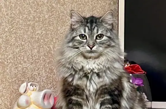 Пропала кошка, Переборово, Владимирская обл.