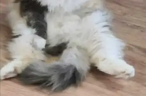 Кошки потеряшки, Усть-Илимск, фото: Потеряшка кошка, Братская 22, Усть-Илимск