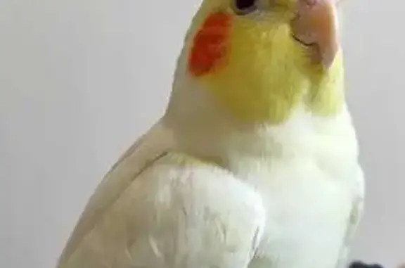 Пропала птица, Длинная ул., 192, Краснодар