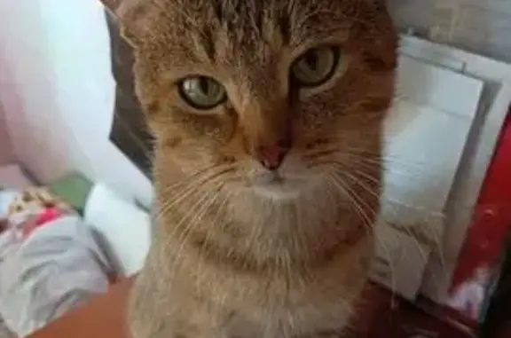 Кошки потеряшки, Петропавловск-Камчатский, фото: Потеряшка кот, ул. Королёва, 21, Петропавловск