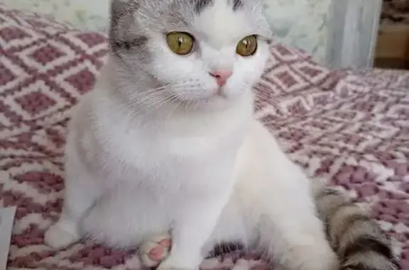 Кошки потеряшки, Ульяновск, фото: Потеряшка кошка, Одесская ул., Ульяновск