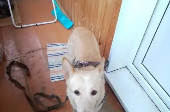 Собака найдена: Ульяновская ул., 23