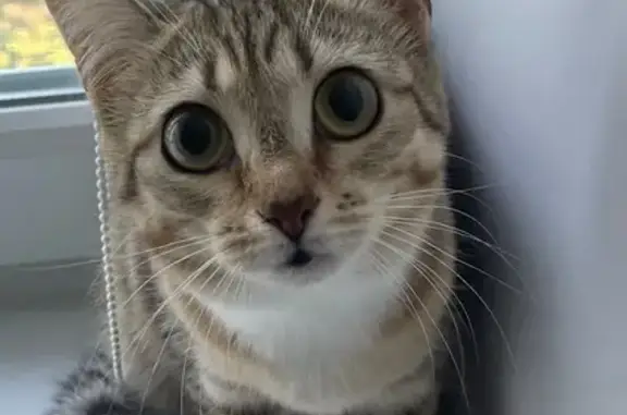 Кошка найдена: пр. Макеева, 25, Миасс