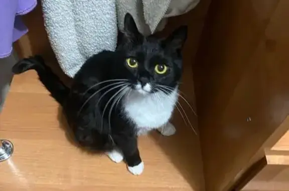 Пропала кошка, 5 мкр 2 дом, Чита