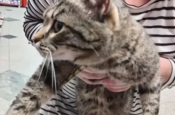 Кошка найдена: Вокзальная ул., Екатеринбург