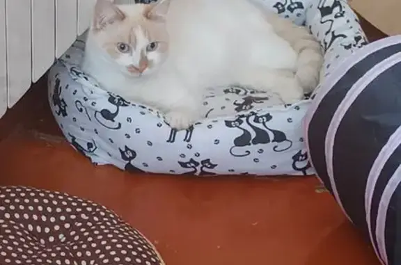 Потерянные животные Оренбург, фото: Пропала кошка, 2-й пр. Расковой, 26