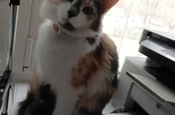 Кошки потеряшки, Ульяновск, фото: Потеряшка кошка, ул. Докучаева, 22, Ульяновск