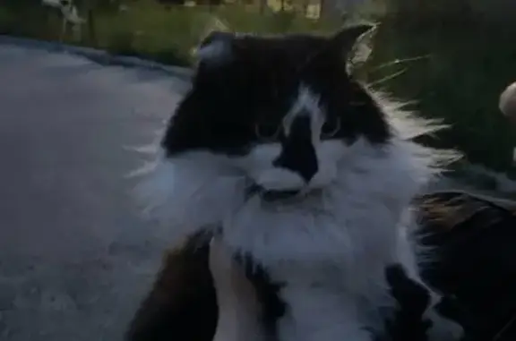 Найдена кошка, Сургут, фото: Кошка найдена: Югорская ул, 5/3, Сургут