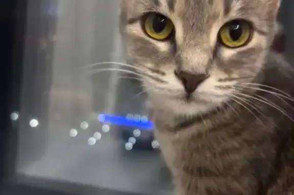 Кошка найдена: ул. Шота Руставели, 9, Уфа