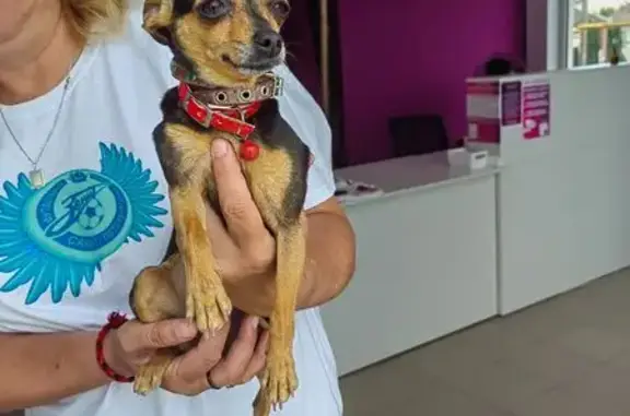 Найдена собака, Анапский, фото: Собака найдена: Партизанская ул., Анапский