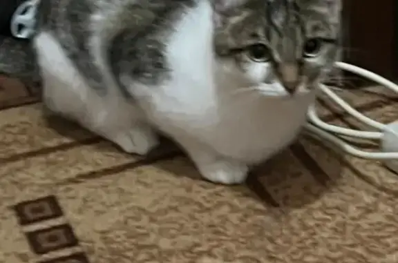 Пропала кошка, Комсомольская 16, Семилуки