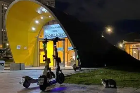 Кошка найдена у метро Тропарёво, Вернадского 102А