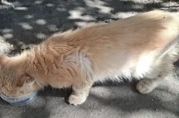 Найдена кошка, Электроугли, фото: Кошка найдена: Школьная ул., 39А, Электроугли