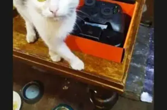 Кошки потеряшки, Вольск, фото: Потеряшка кошка, Пугачёва 101, Вольск