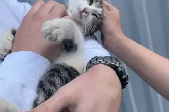 Найденные животные Тверь, фото: Кошка найдена: ул. Дементьева, 7, Тверь