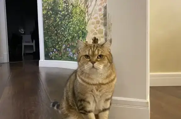 Кошки потеряшки, Чебоксары, фото: Потеряшка кошка, Афанасьева 11 к1, Чебоксары