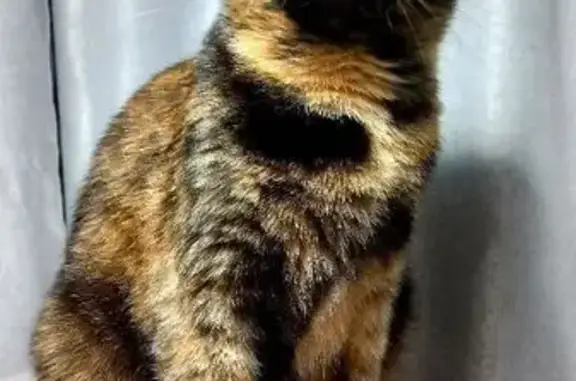 Пропала кошка, Майская ул., 3, Калуга