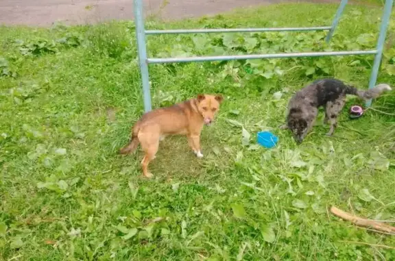 Найдена собака, Вологда, фото: Найдены собаки, ул. Разина 56А, Вологда