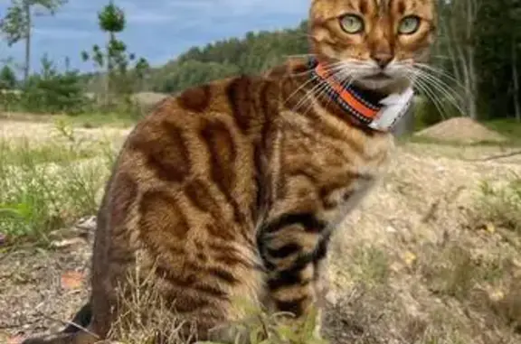 Пропала кошка, 3 линия, Петровское