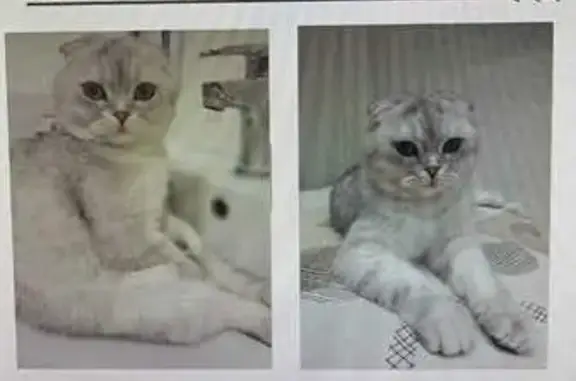 Кошки потеряшки, Монетный, фото: Потеряшка кошка на ул. Попова, 10, Монетный