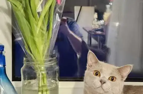 Кошки потеряшки, Тверская область, фото: Потеряшка кошка в Глебенях, Тверская обл.