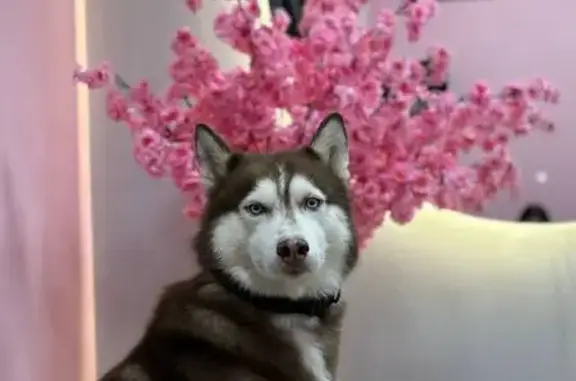 Собаки потеряшки, Ярославль, фото: Потеряшка собака, ул. Колесовой, 36, Ярославль