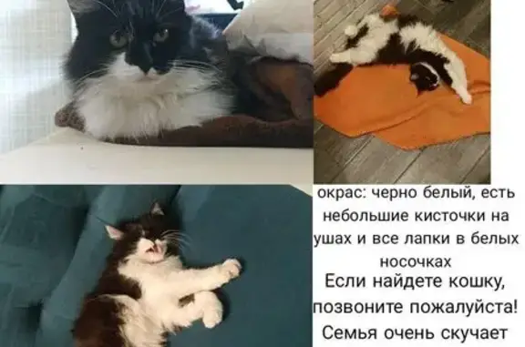 Пропала кошка, 6-я линия, Самара