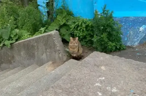 Найдена кошка, Санкт-Петербург, фото: Голодная кошка на ул. Беринга, 38