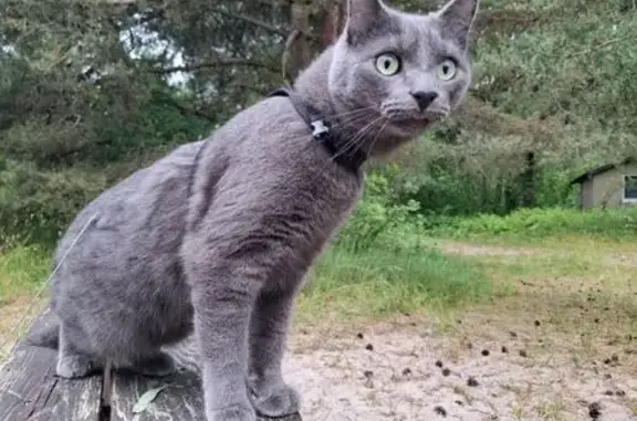 Пропала кошка на Куршском велотракте