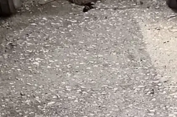 Найдена кошка, ул. Новоселов 32К-2