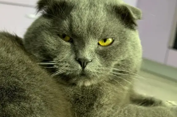 Потерянные животные Оренбург, фото: Пропал кот, Алтайская ул. 10, Оренбург