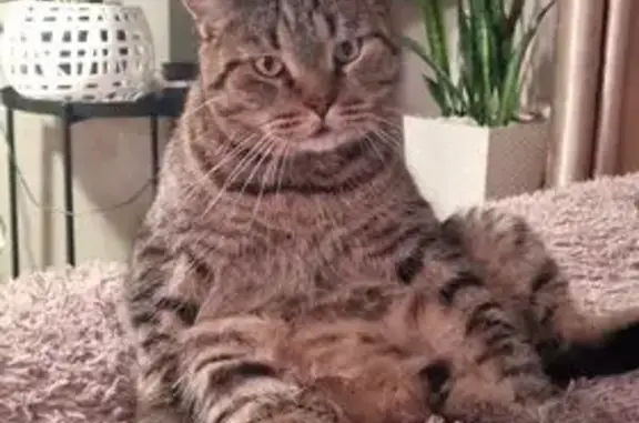 Пропала кошка, Лесная ул., 57, Свободный