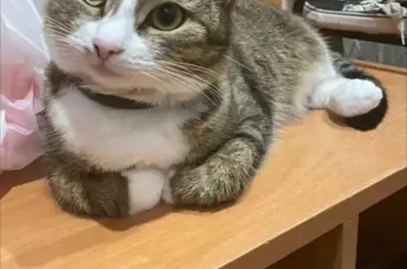 Кошки потеряшки, Питкяранта, фото: Потеряшка кошка, ул. Горького 18, Питкяранта