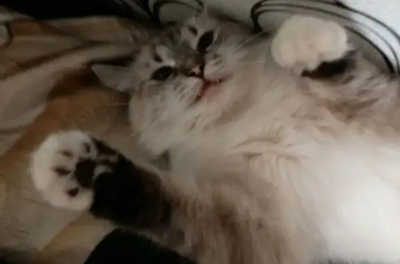 Пропала кошка, Нефтяная ул. 56, Балашов