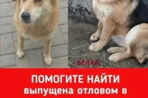 Пропала собака, Аллея Героев, Волгоград