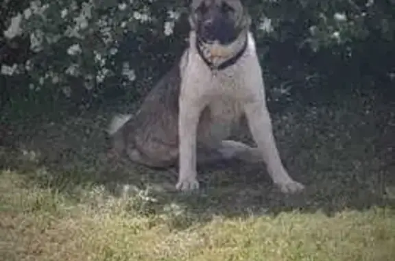 Собака найдена, МО