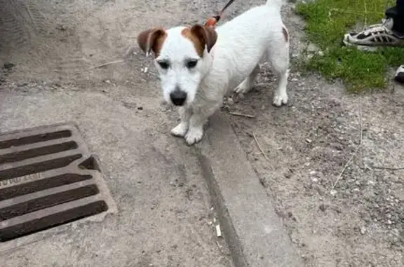 Найдена собака, Дубравная ул., Казань